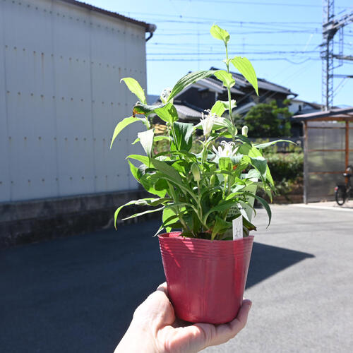 楽天市場】2026年NEW ホトトギス 初恋 ポット苗 山野草 多年草 : 園芸