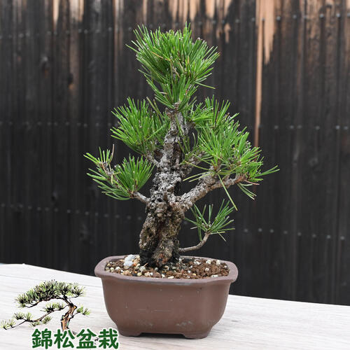 楽天市場】錦松盆栽 本格 黒松 盆栽 : 園芸百貨店何でも揃うこぼんさい