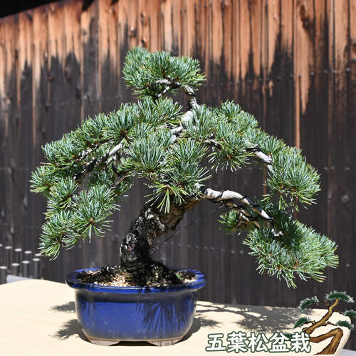 楽天市場】現品 2025年9月2日撮影 五葉松盆栽 本格 五葉松 盆栽 縁起の