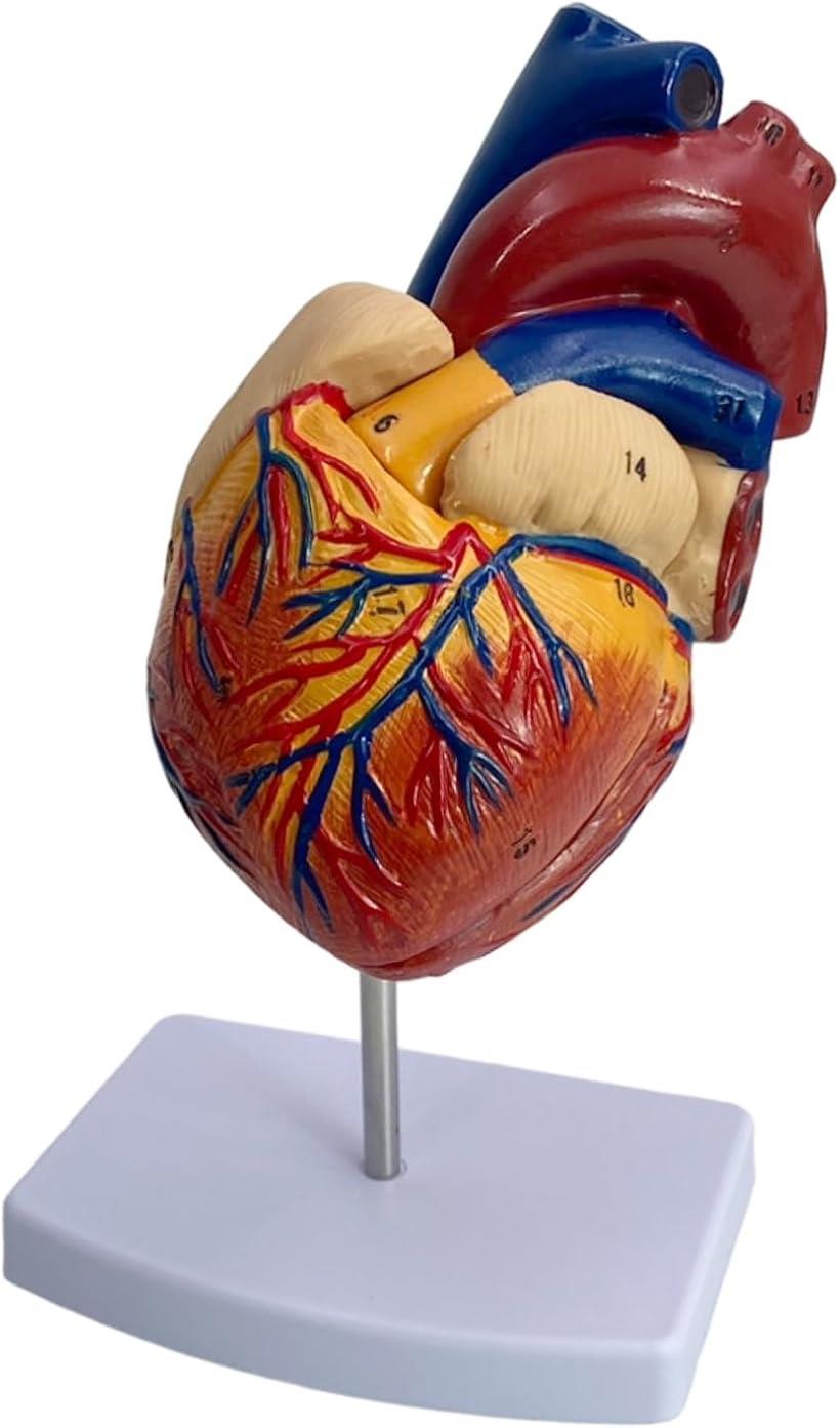 楽天市場】心臓模型 実物大 1:1 人体模型 フルカラー 立体 スタンド付
