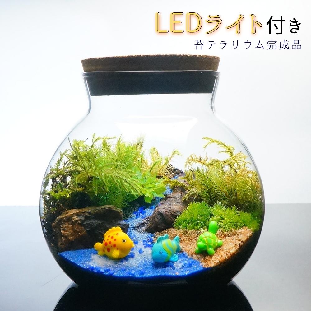 楽天市場】【完成品】LEDライト付 ボトルテラリウム 14cm 苔テラリウム