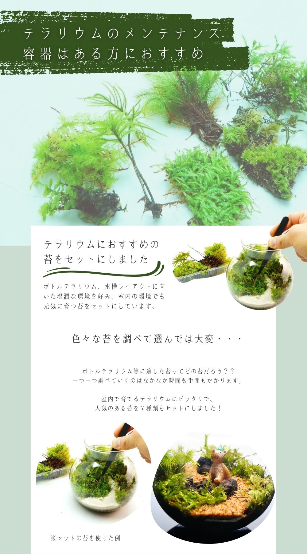 楽天市場】テラリウムにおすすめの苔セット【プロ厳選】 7種 苔パック