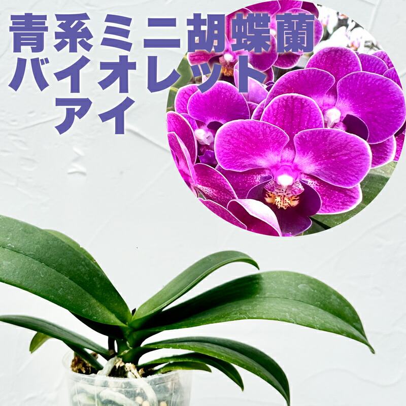 楽天市場】洋ランの苗『青いミニ胡蝶蘭「バイオレット アイ＊＊」【花