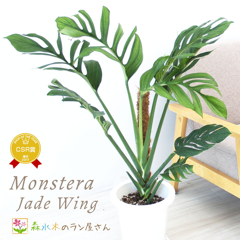 楽天市場】『モンステラ ジェイドウイング』Monstera 'Jade Wing' 8号