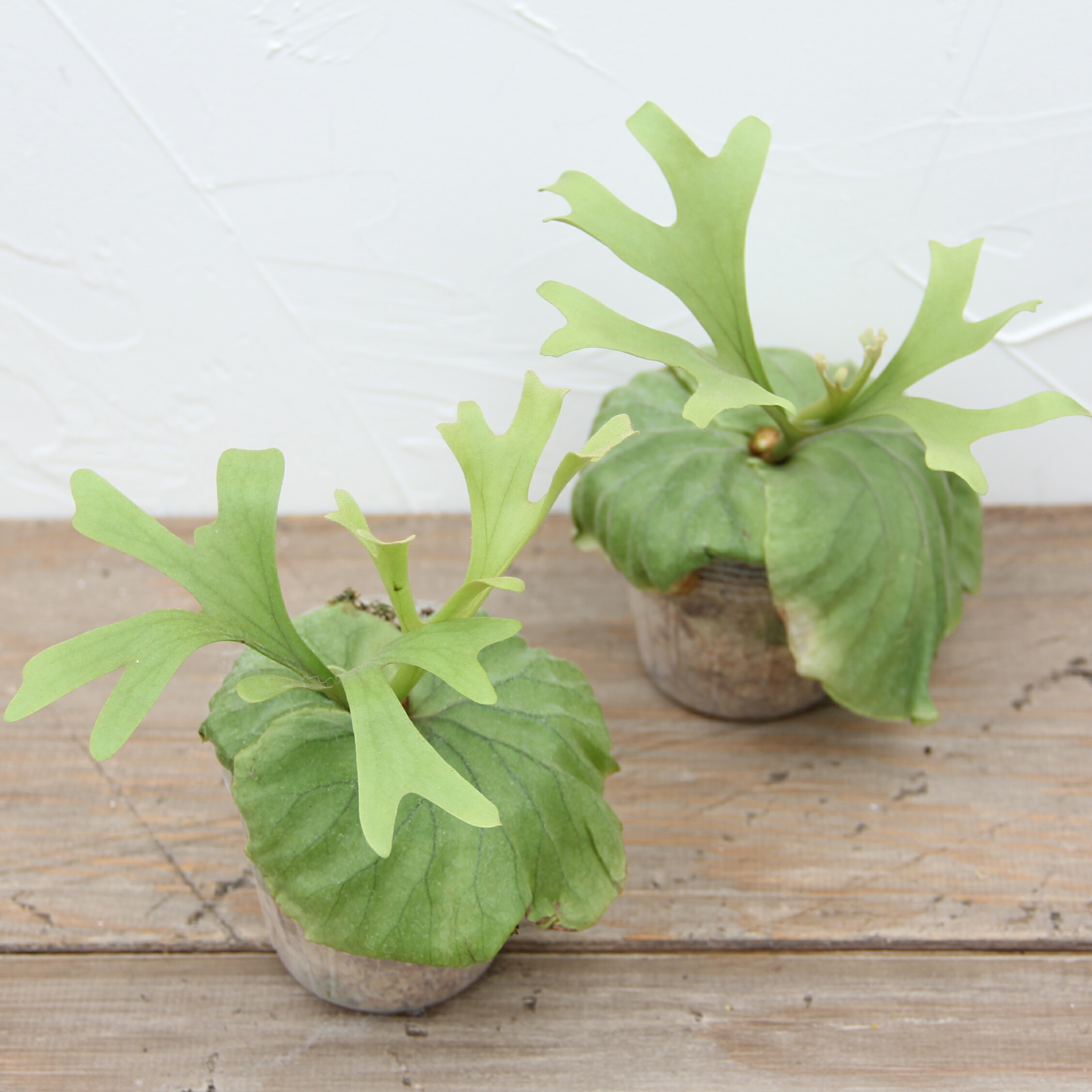 楽天市場 | 森水木のラン屋さん - ビカクシダを株分けしないとどうなる