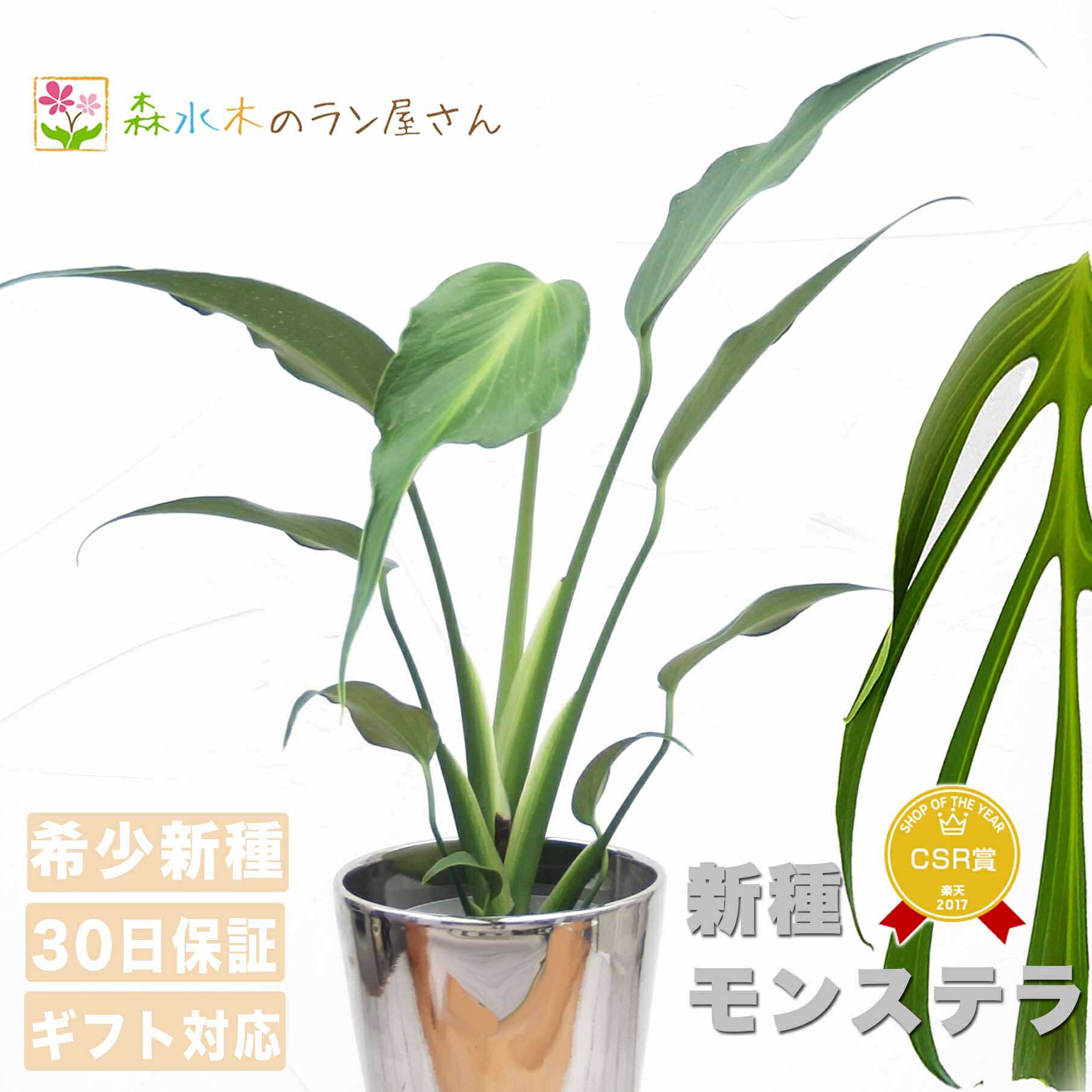 お*ぶ様 5株セットlsw648モンステラ バールマルクスフレーム 訳あり5株