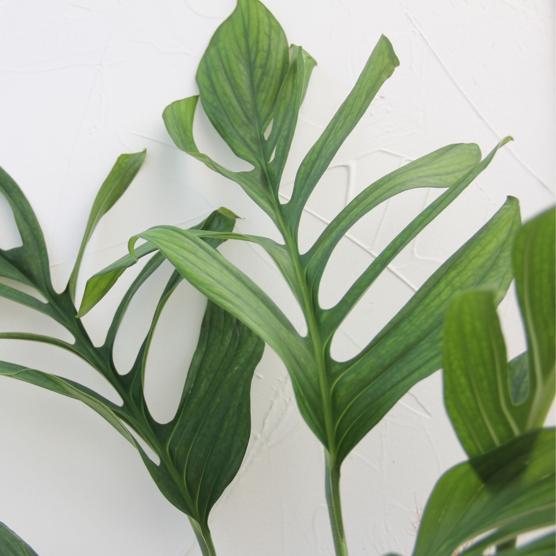 楽天市場】『モンステラ ジェイドウイング』Monstera 'Jade Wing' 8号