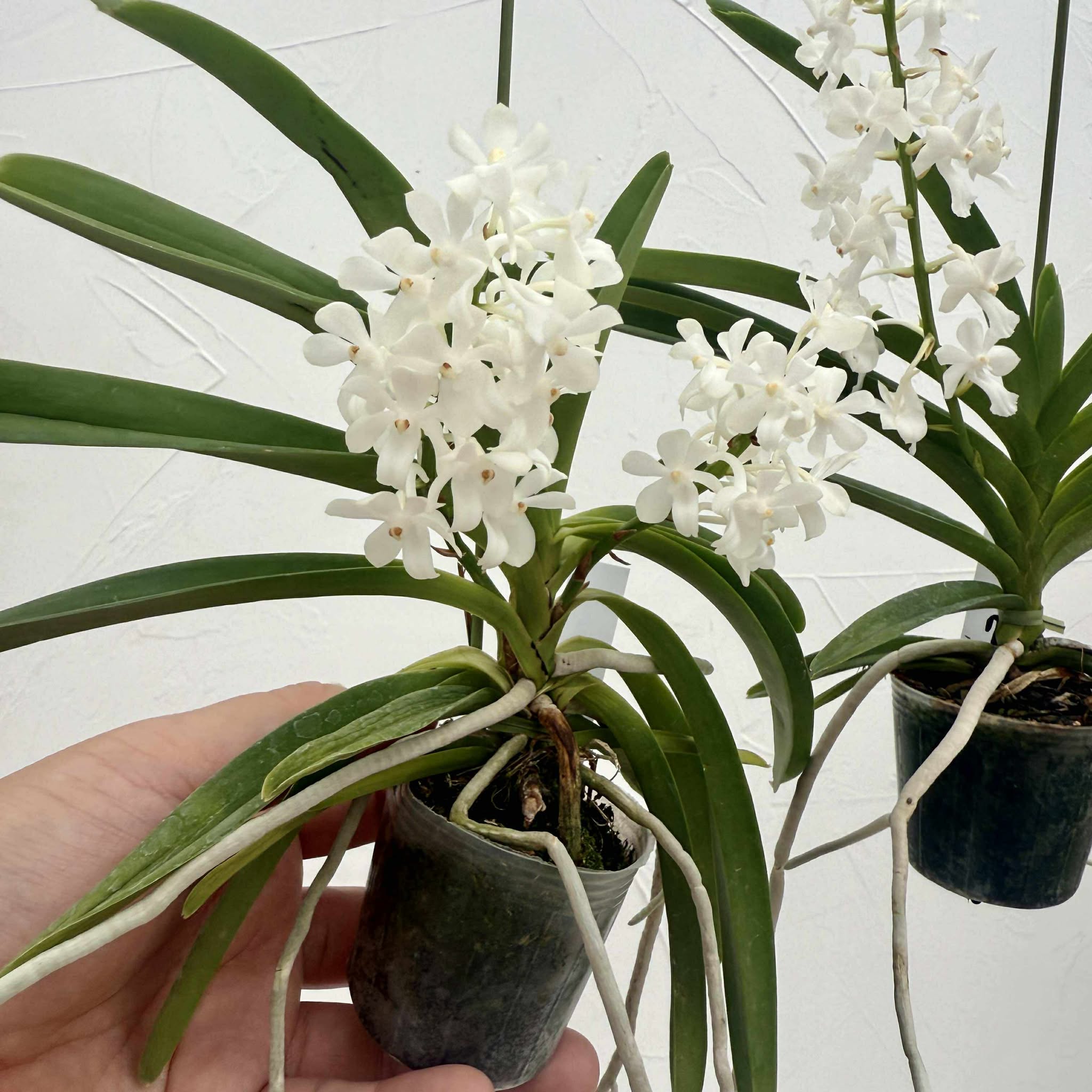 楽天市場】香りの新品種 洋ランの苗『風蘭系交配種 オーシャンスプレー