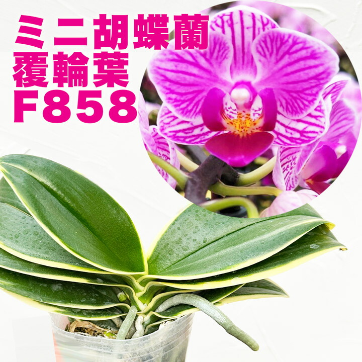 楽天市場】洋ランの苗『斑入胡蝶蘭 F858 「覆輪葉」タイプ 【花咲く苗