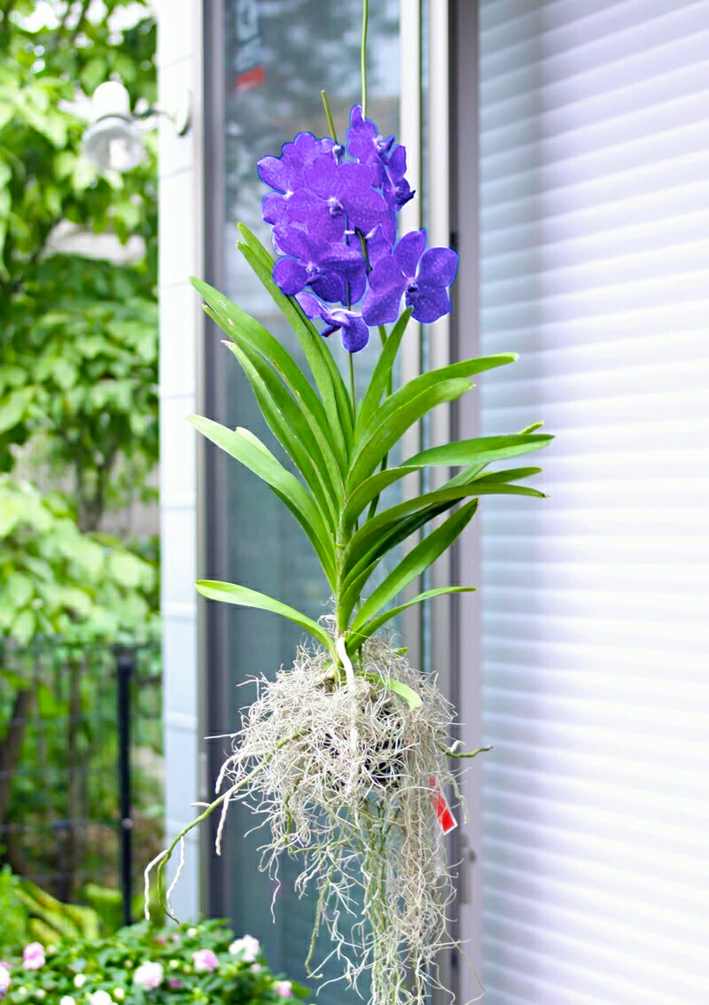 洋蘭 洋ラン バンダ 2種セット ピンク ブルー バンダ系 - 洋蘭専門店