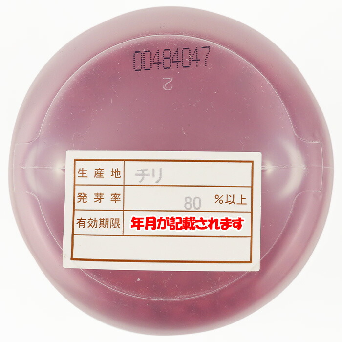 楽天市場】項羽一本太(THN160)【トーホク種苗】 コート5000粒【ネギ