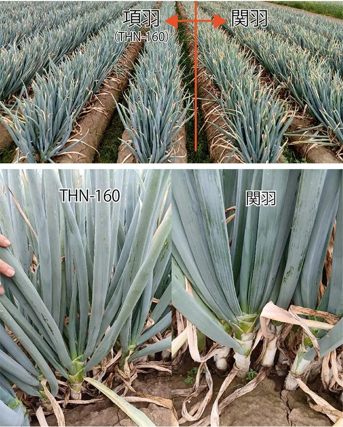 楽天市場】項羽一本太(THN160)【トーホク種苗】 コート5000粒【ネギ