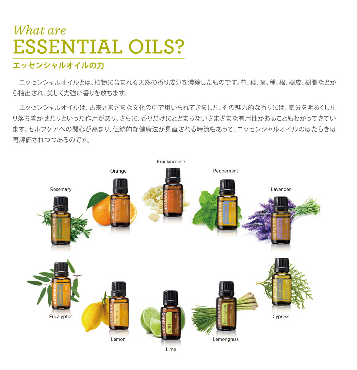 楽天市場】【平日15時まで/当日出荷】ドテラ doTERRA シベリアンファー