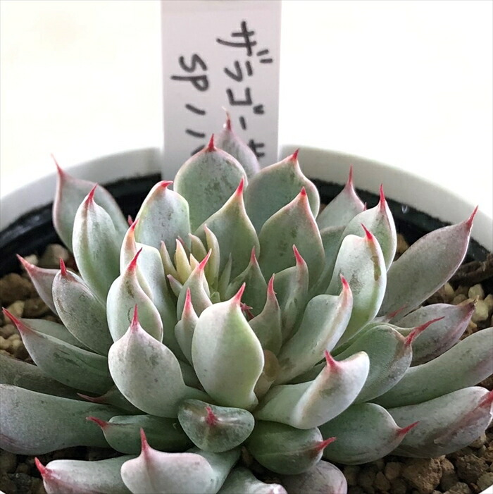 楽天市場】多肉植物 yukエケベリア ザラゴーサspノバ 多肉植物 優木園