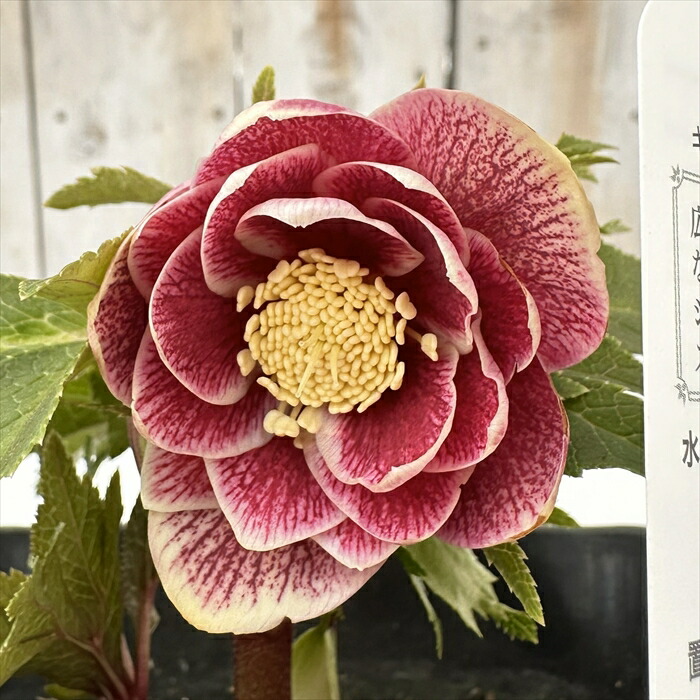 クリスマスローズ開花株 広瀬園芸鮮やかなレッドクレオパトラ系 flower-net_z250211021