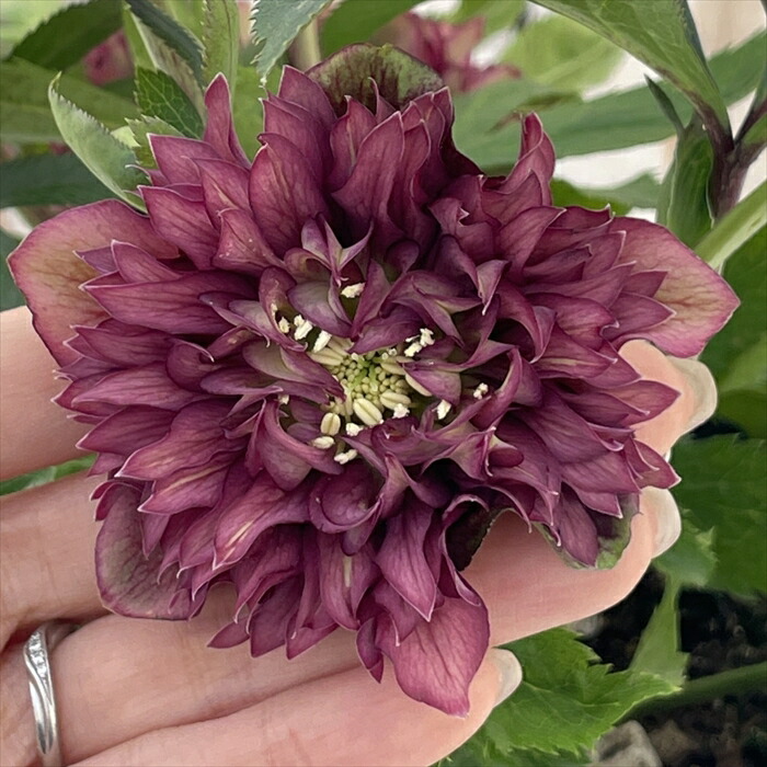 広瀬園芸　クレオパトラ系ダブル　超美人株 楽天市場】 クリスマスローズ > 開花株 > 広瀬園芸 : フラワーネット