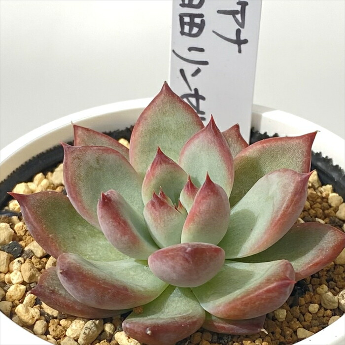 楽天市場】多肉植物 PKSFエケベリア リンゼアナ×臼田リンゼアナ 多肉