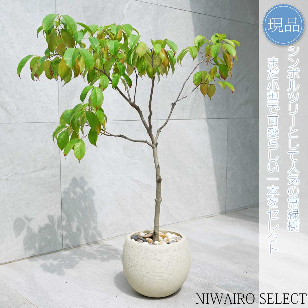 楽天市場】鉢植え【常緑ヤマボウシ】ホンコンエンシス 月光 自然風樹形