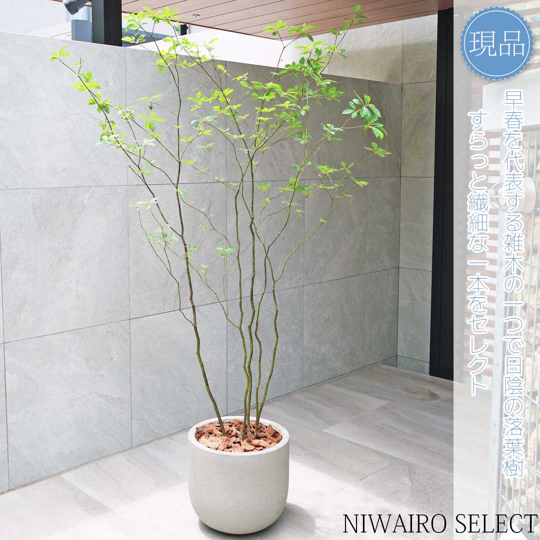 楽天市場】【現品】鉢植え【クロモジ】黒文字 株立ち 自然風樹形 全高H