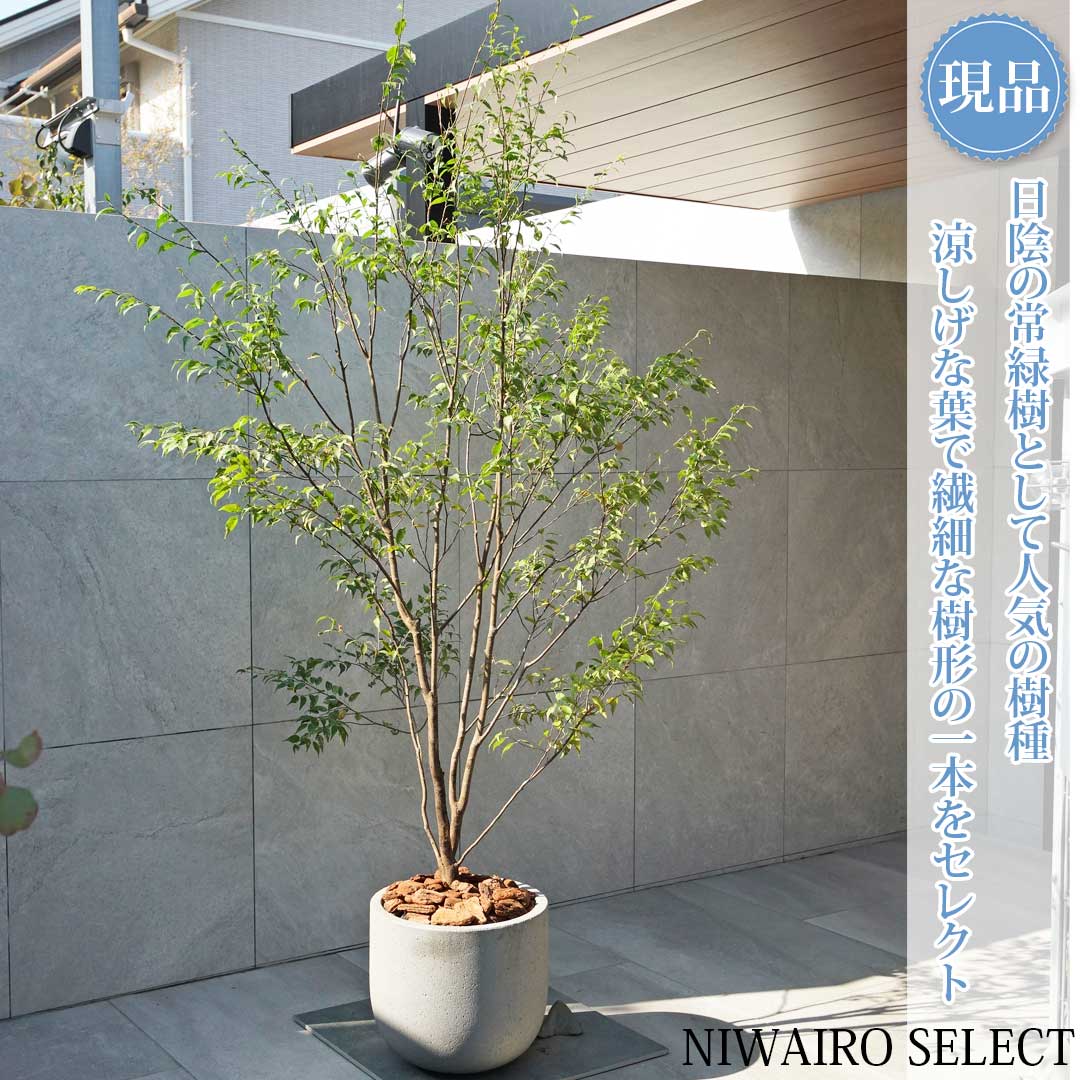 楽天市場】ハイノキ 株立ち 1.5m 露地 苗木 : トオヤマグリーン