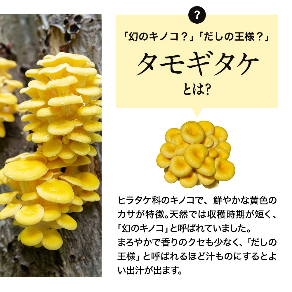 楽天市場】【12%OFFセール】タモギタケ 国産 粉末 パウダー 100% た