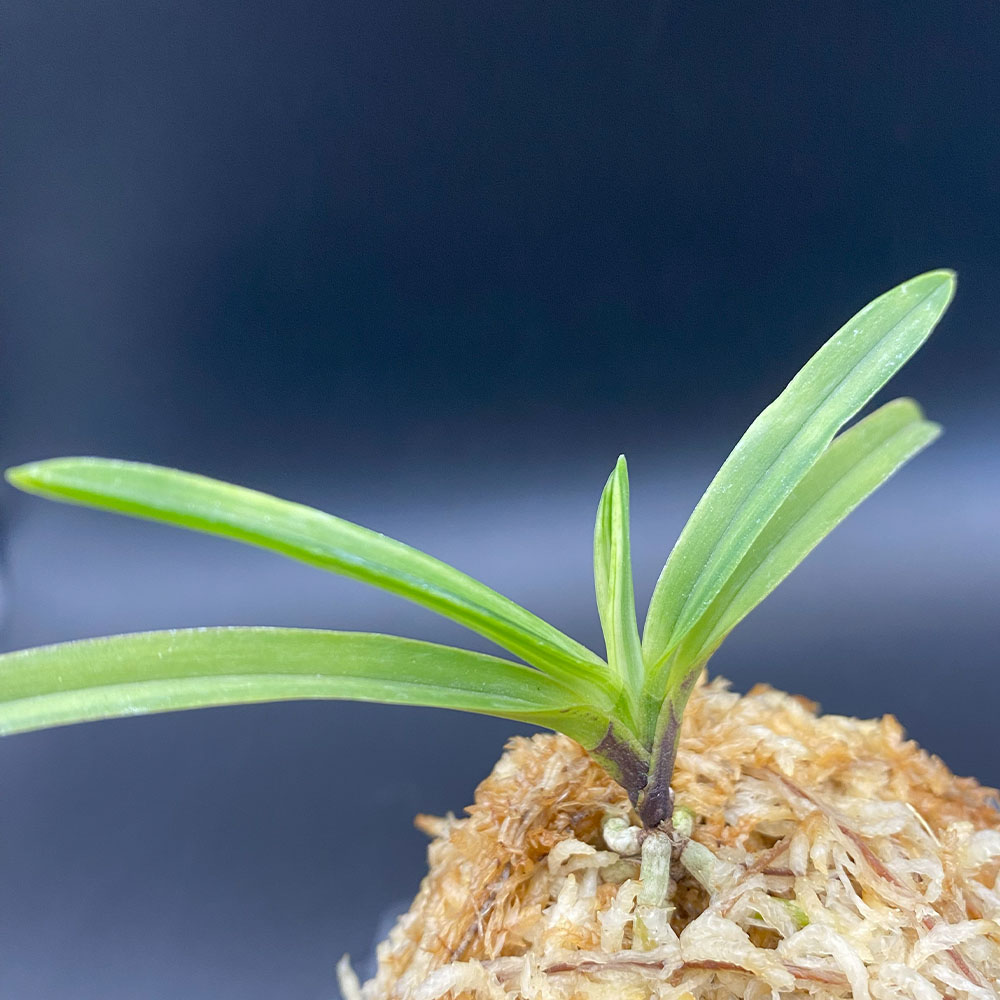 楽天市場】【店内全品2個同時購入10％OFFクーポン配布中】 富貴蘭 白