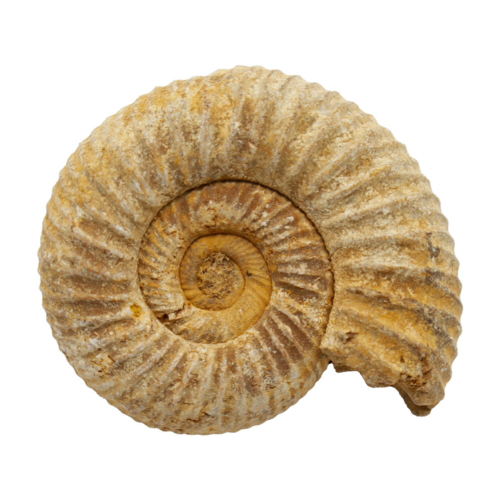 楽天市場】形状お任せ マダガスカル産 アンモナイト 1個 ジュラ紀