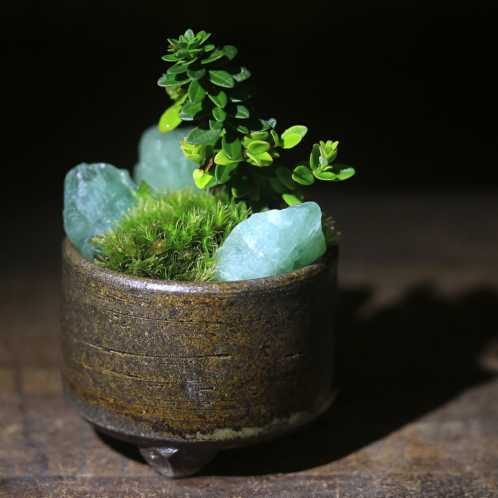 楽天市場】（山野草）苔盆栽 おまかせ山野草・鉱石 益子焼植え（3鉢