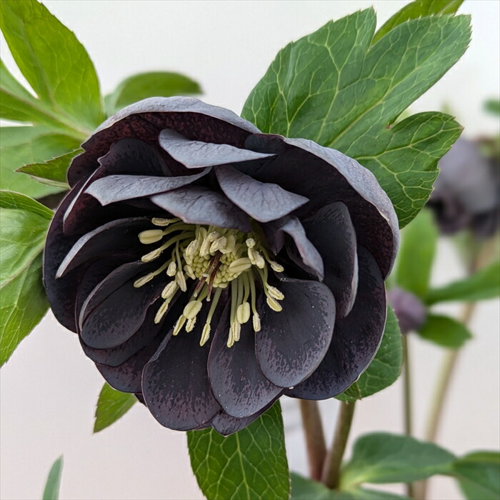 楽天市場】【現品】クリスマスローズ ダブル咲き スモーキーブルー