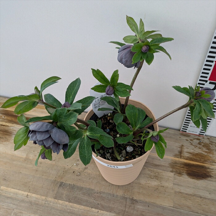 楽天市場】【現品】クリスマスローズ ダブル咲き スモーキーブルー