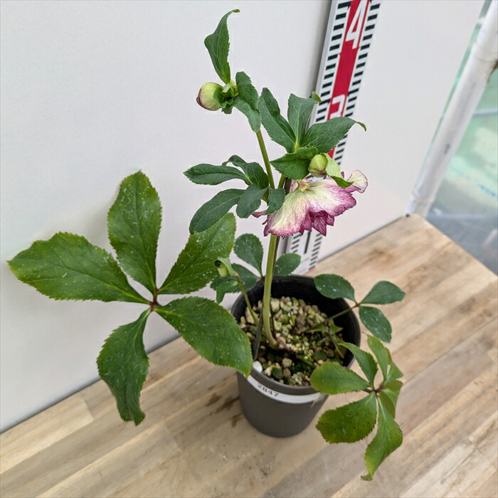 takanen 様ご依頼品②認定ソレイユ 広瀬園芸 クリスマスローズ takanen