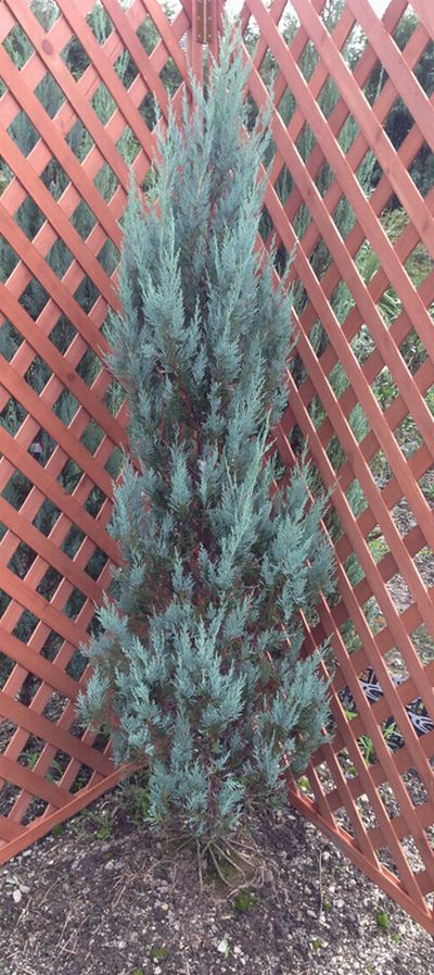 楽天市場】コニファー ムーングロウ 1.6m : 千草園芸