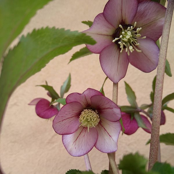 楽天市場】【開花見込み株】ミヨシのクリスマスローズ プチドール 紬