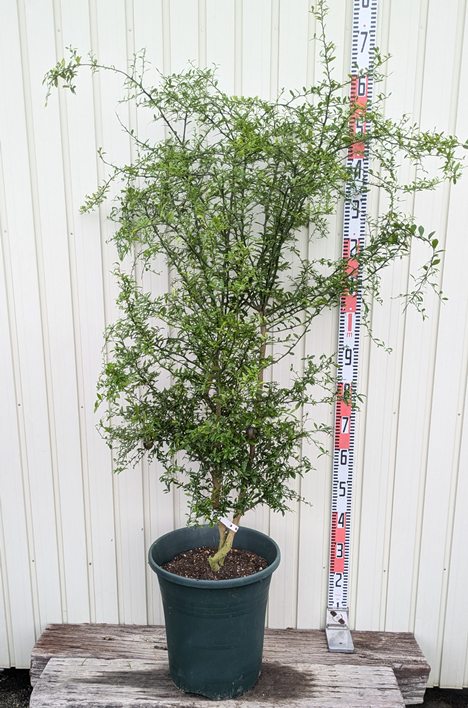 楽天市場】【現品発送】フィンガーライム ピンク 苗木 接ぎ木苗 12号