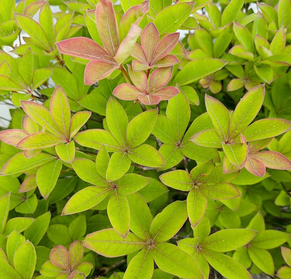 楽天市場】【現品】シロヤシオツツジ（白八汐）大株 W90cm×D60cm×H90cm