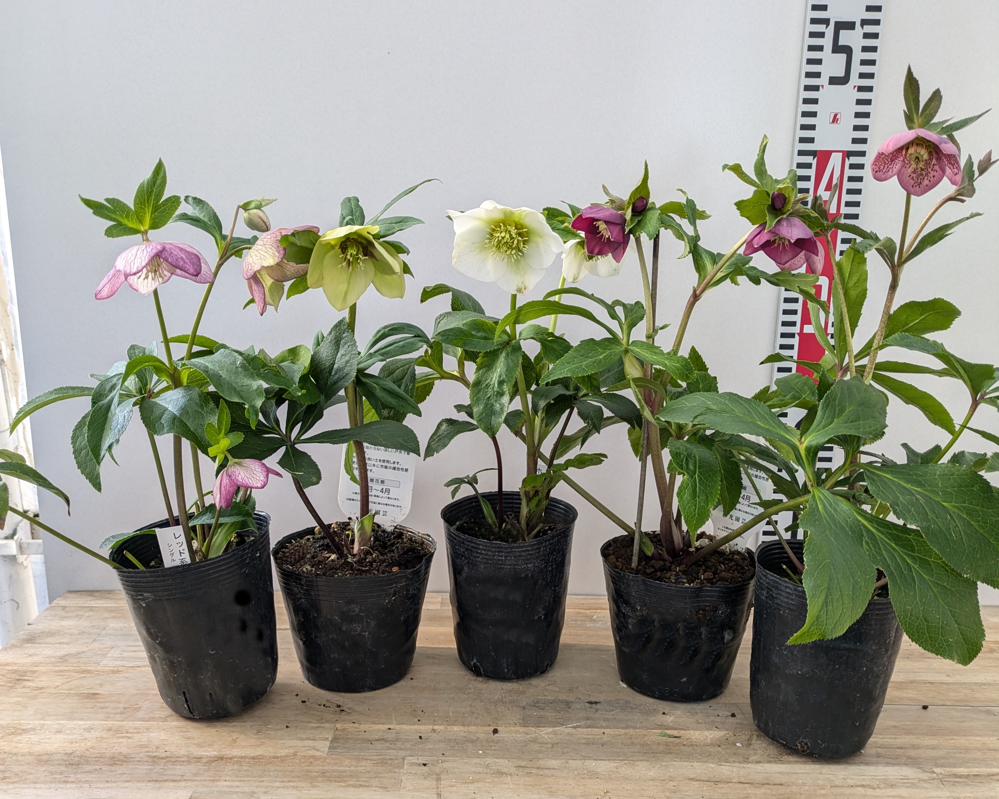 クリスマスローズ苗 クリスマスローズ 交配種 開花見込み株 6鉢価格