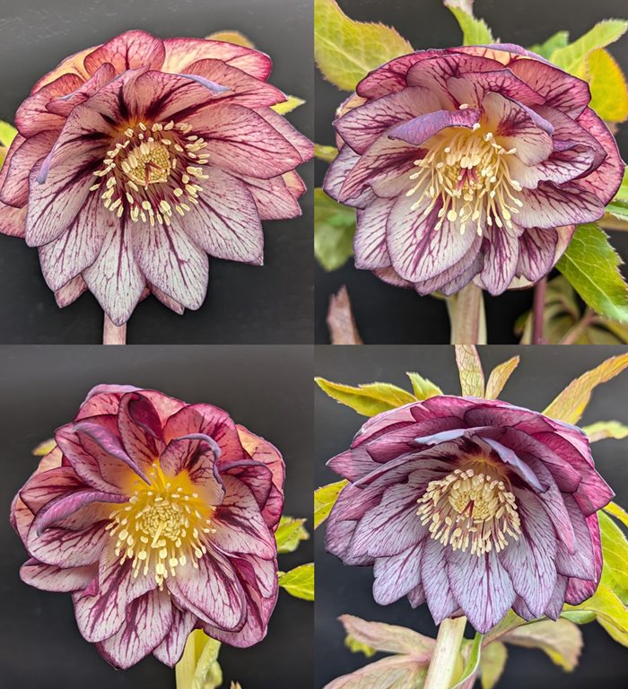 楽天市場】【開花見込み株】クリスマスローズ ダブル咲き ネオン系