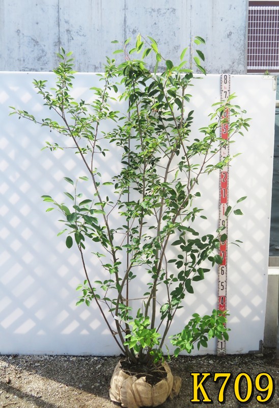 楽天市場】【選べる現品】ジューンベリー 苗木 株立ち 樹高約1.7m