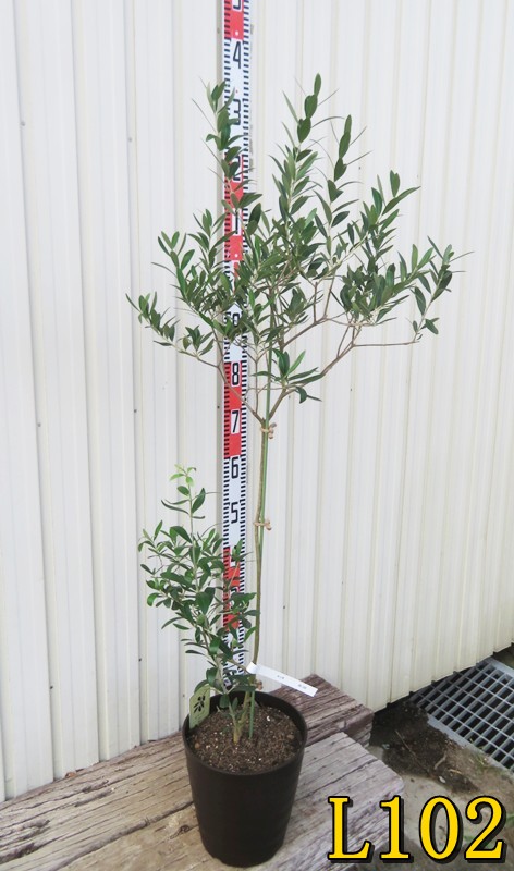 楽天市場】【選べる現品】オリーブの木 ルッカ 苗木 7号フレグラー