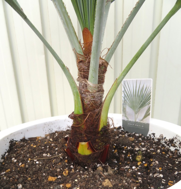 楽天市場】【現品発送】ブラヘア アルマータ 9号鉢植え【AK721