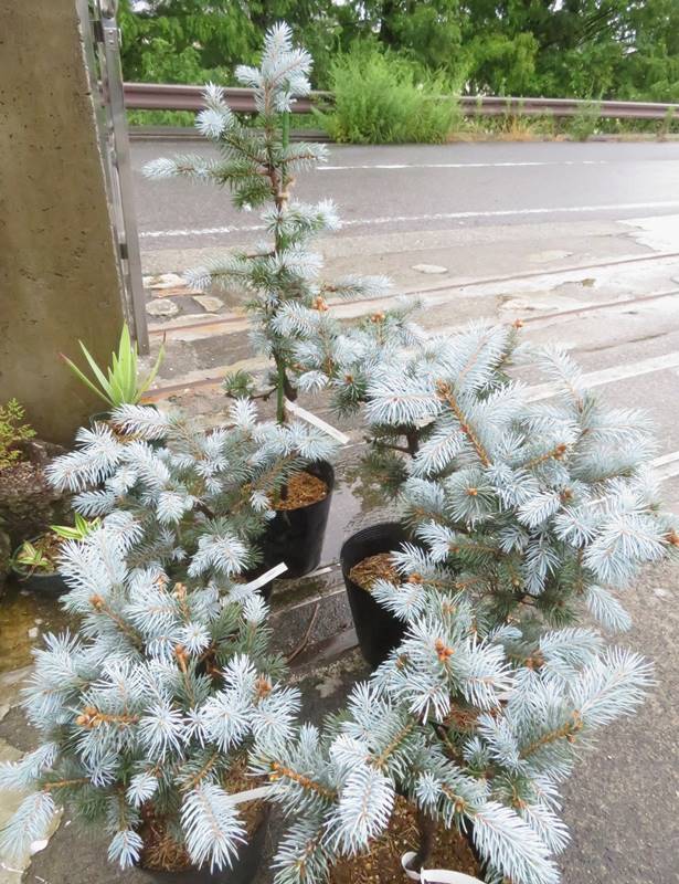 楽天市場】【選べる現品発送】ピセア・プンゲンストーヒ ホプシー 7号