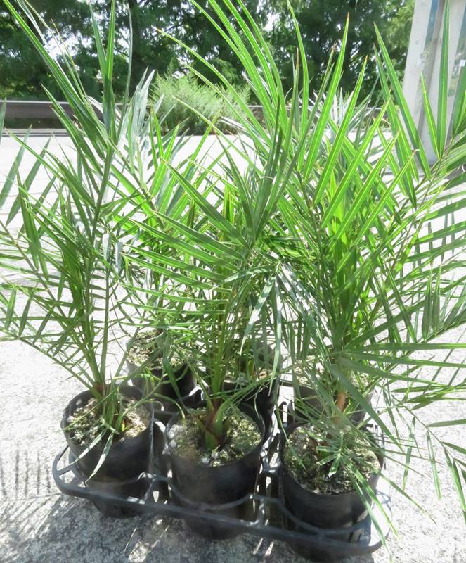 楽天市場】カナリーヤシ(フェニックス) 苗木 6号鉢植え（v08） : 千草園芸