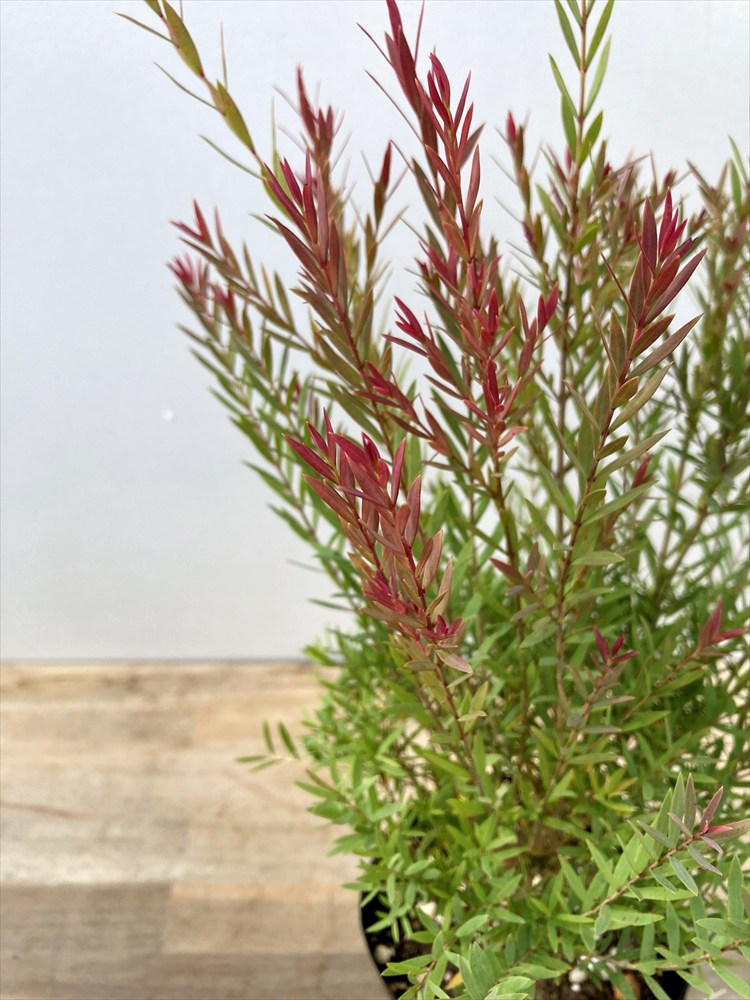 楽天市場】メラレウカ 「レッドジェム」 4.5号苗木 : 千草園芸