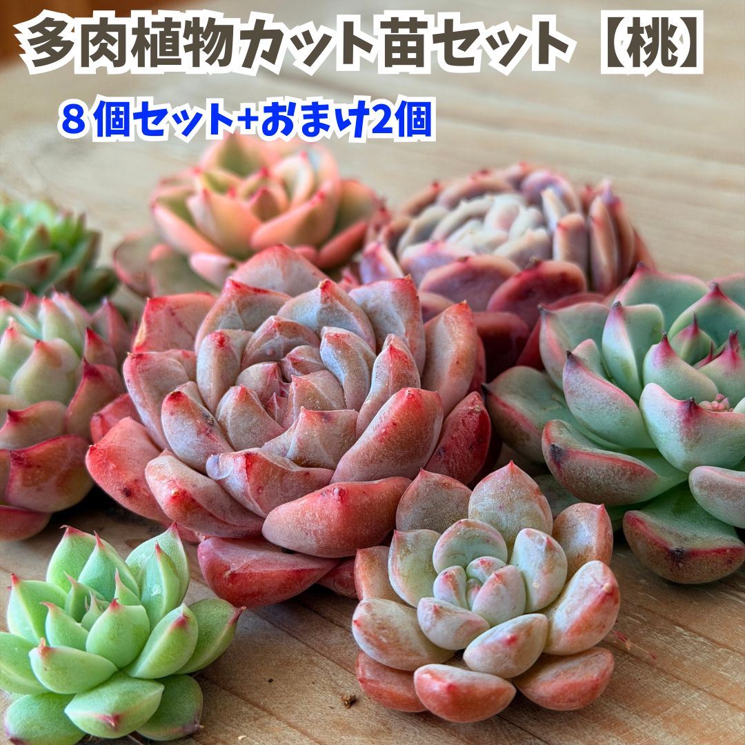 楽天市場】多肉植物 セールの通販