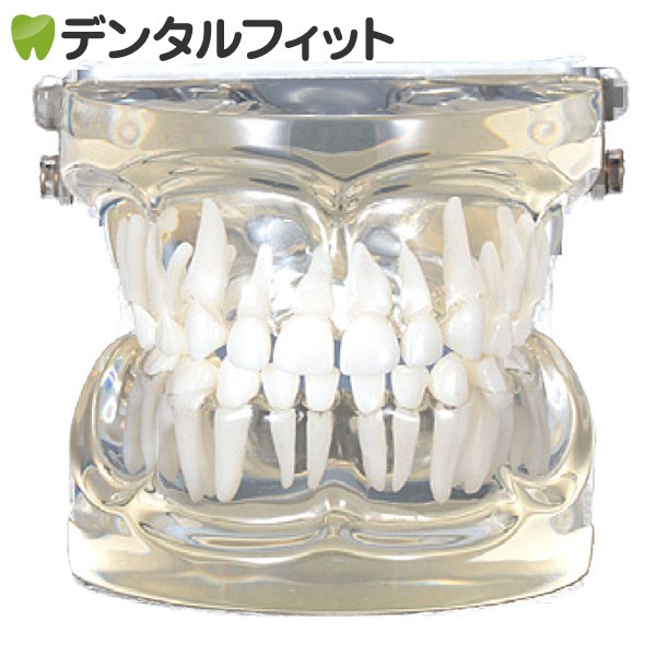 楽天市場】透明乳歯 永久歯交換期模型 乳歯期(3歳頃) 【送料無料