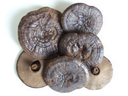 楽天市場】黒芝（黒霊芝）乾燥自然体（原型霊芝） 1kg : ノースウェブ