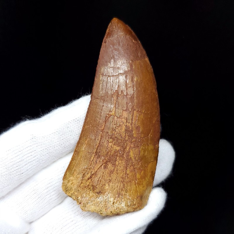 楽天市場】【送料無料】【カルカロドントサウルス/歯/化石/恐竜】カル