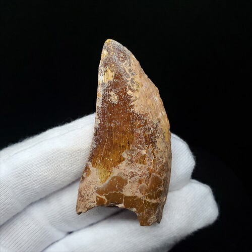 楽天市場】【送料無料】【カルカロドントサウルス/歯/化石/恐竜】カル