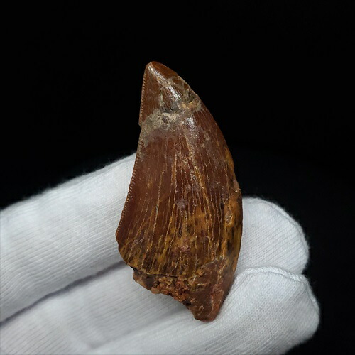 楽天市場】【送料無料】【カルカロドントサウルス/歯/化石/恐竜】カル