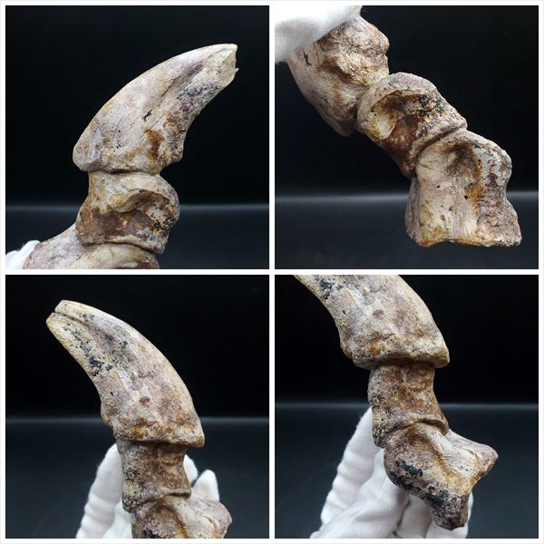 楽天市場】【送料無料】【ティラノサウルス類/爪/化石】博物館級